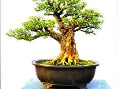 云南豆瓣黄杨盆景生根后怎么移栽和养护