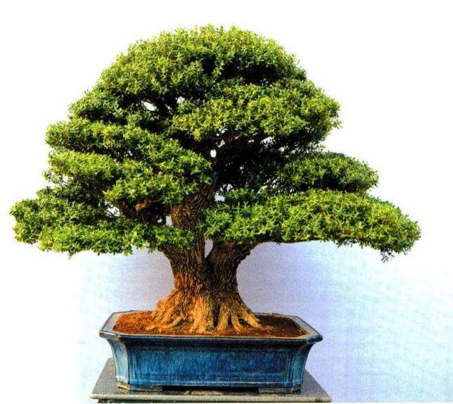 云南黄杨盆景的未来和发展