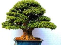 云南黄杨盆景的未来和发展