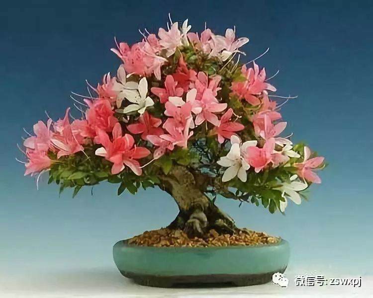 杜鹃盆景栽培技术有十点注意事项