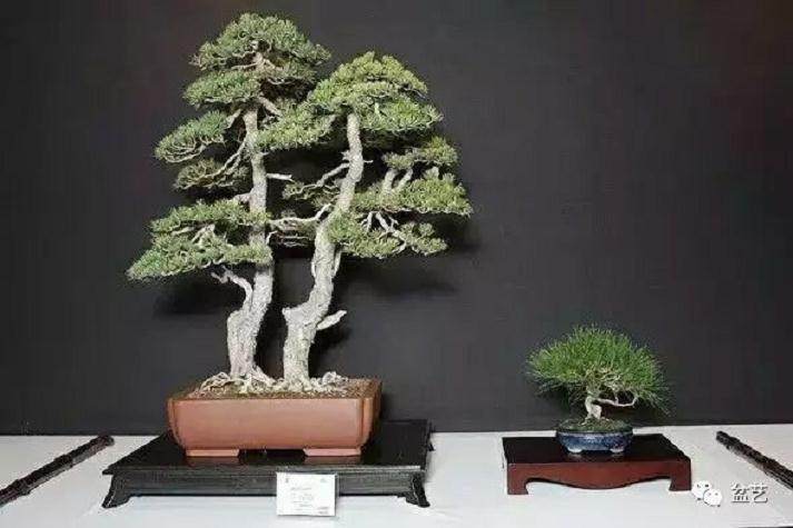 养玩盆景是一种方式 心灵上有了寄托才是目的