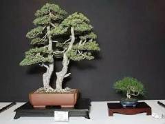 养玩盆景是一种方式 心灵上有了寄托才是目的