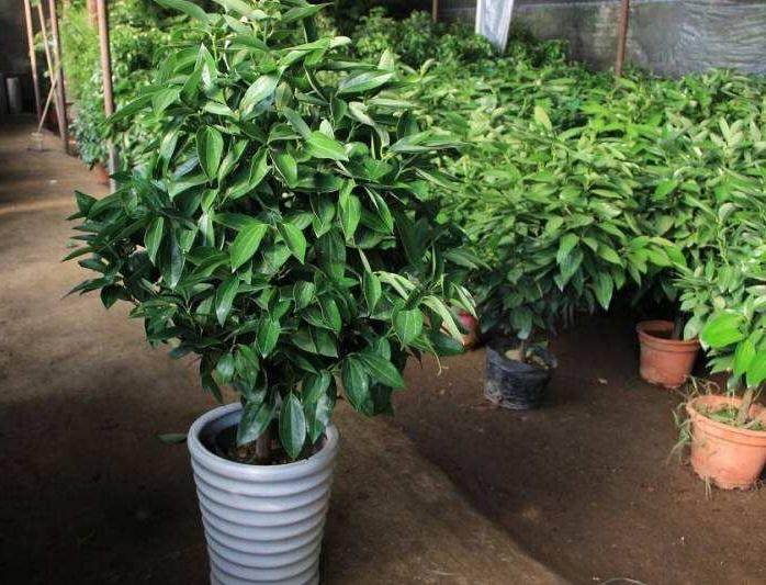 漳州水培平安树盆景获得了铜奖 一炮走红