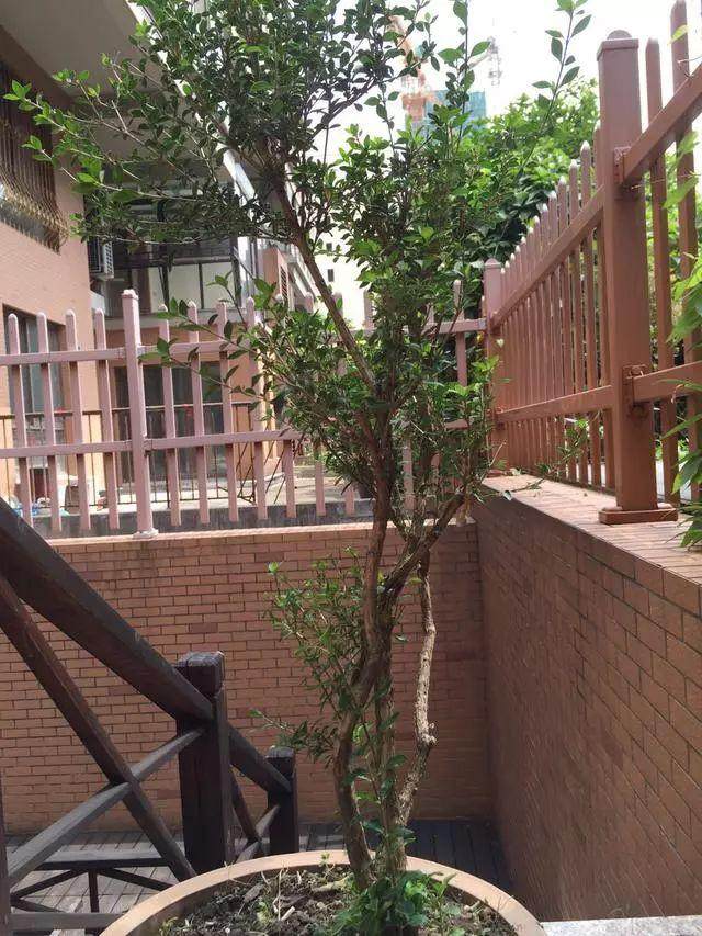 多杆六月雪盆景造型设计