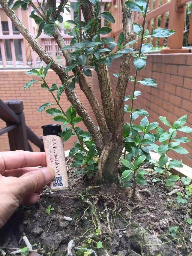 多杆六月雪盆景造型设计