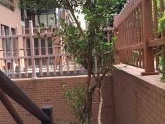 多杆六月雪盆景造型设计