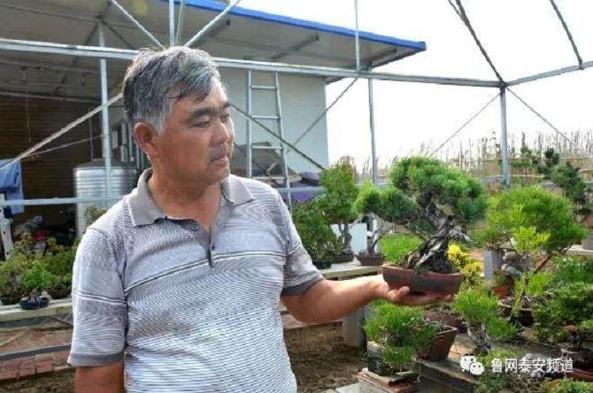 泰安盆景艺人——杨建成