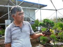 泰安盆景艺人-杨建成