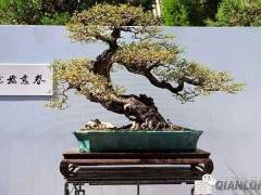 盆景的年功实际体现了人类对生命之美的深刻感悟