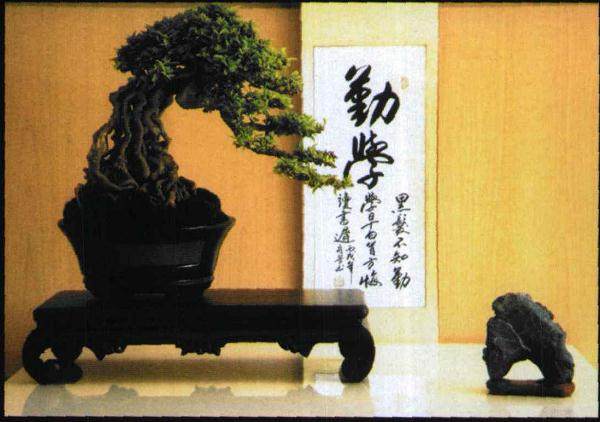 印度尼西亚知名盆景艺术家鲁迪·朱利安多