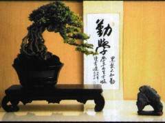 印度尼西亚盆景艺术家鲁迪·朱利安多