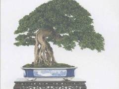 金_银_铜牌对盆景艺术的鉴赏与品评