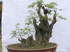 《花木盆景》圆我大家梦