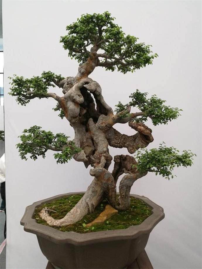 总之 盆景使我有了精神寄托