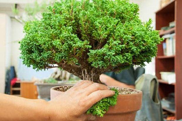 自1984年《花木盆景》杂志创刊以来 已24年了