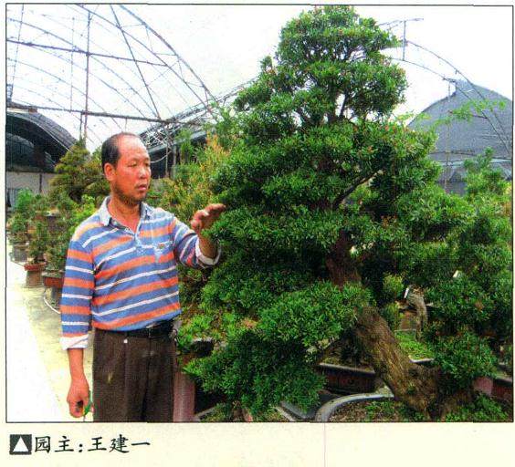 武夷山盆景园创建于1997年 座落在建瓯市