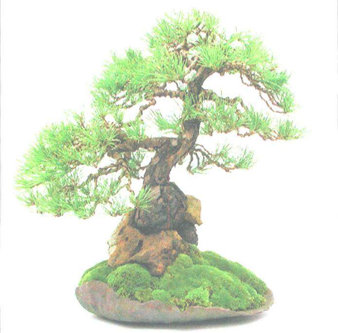 香港盆景艺术家 -- 丹·巴顿