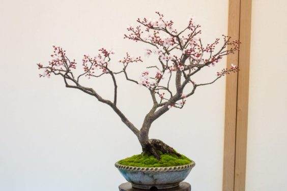 盆景在湾岛盆景第十九届年度展览上展出