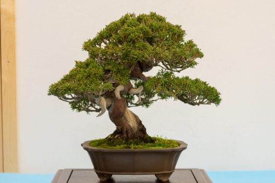 盆景在湾岛盆景第十九届年度展览上展出