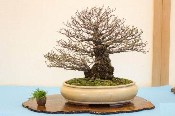 盆景在湾岛盆景第十九届年度展览上展出