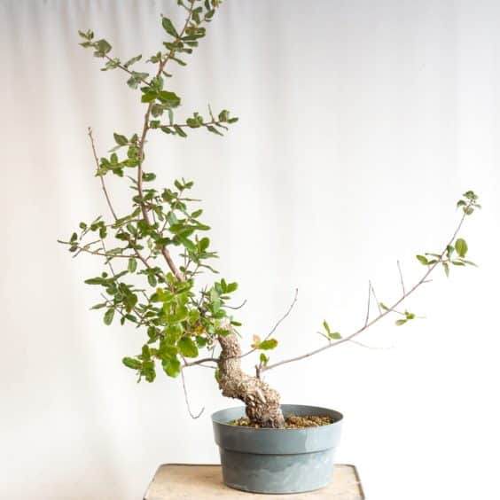 软木橡树盆景的土壤与翻盆 图片