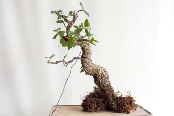 软木橡树盆景的土壤与翻盆 图片