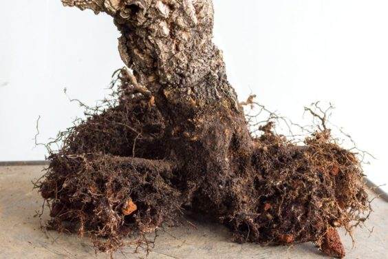 软木橡树盆景的土壤与翻盆 图片