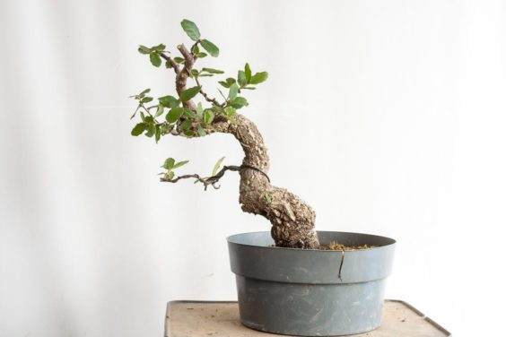 软木橡树盆景的土壤与翻盆 图片