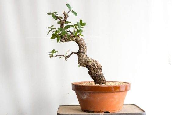 软木橡树盆景的土壤与翻盆 图片