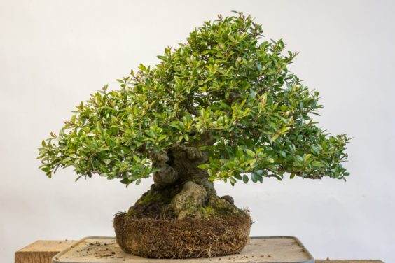 当水不能渗透时,需要对盆景翻盘吗?