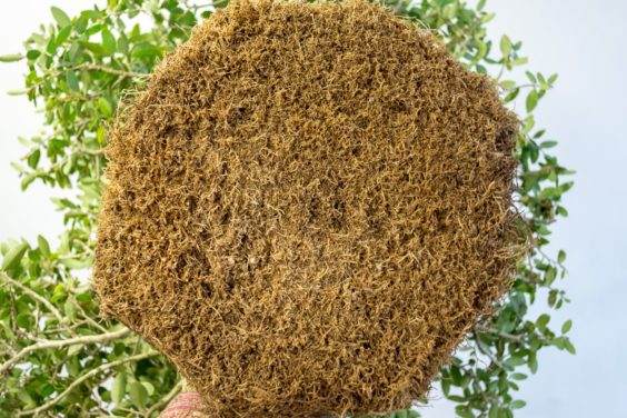 当水不能渗透时 需要对盆景翻盘吗 图片