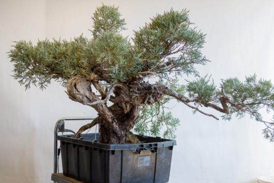 图解 对塞拉利昂杜松盆景的翻盆工作