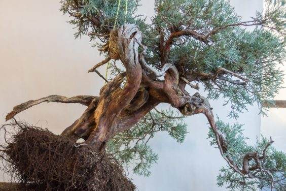 图解 对塞拉利昂杜松盆景的翻盆工作