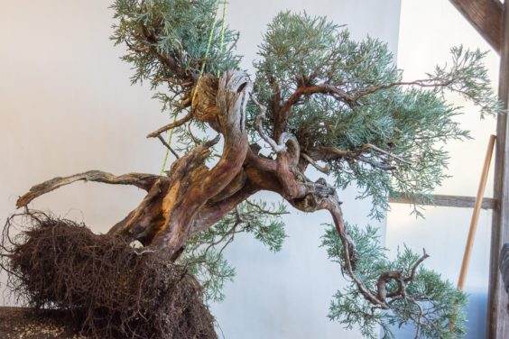 图解 对塞拉利昂杜松盆景的翻盆工作