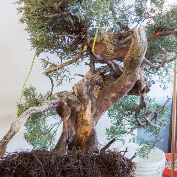 图解 对塞拉利昂杜松盆景的翻盆工作