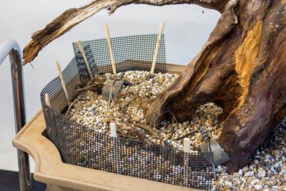 图解 对塞拉利昂杜松盆景的翻盆工作