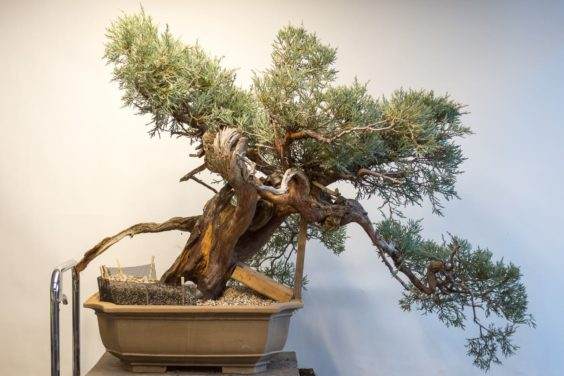 图解 对塞拉利昂杜松盆景的翻盆工作