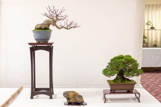 在第十六届双年度小品盆景研讨会上展出