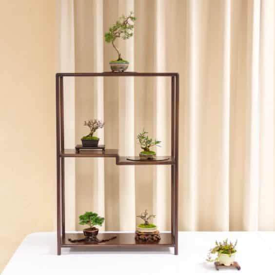 在第十六届双年度小品盆景研讨会上展出