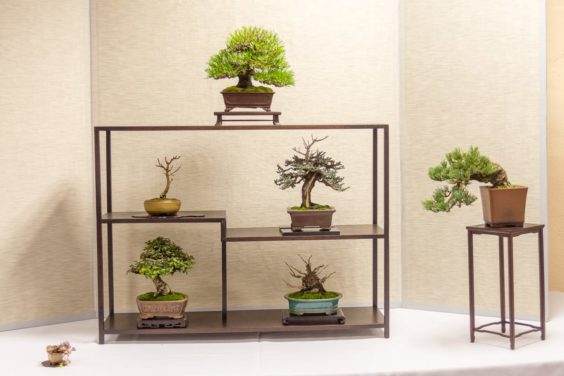 在第十六届双年度小品盆景研讨会上展出