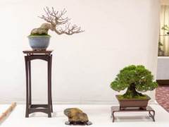 在第十六届双年度小品盆景研讨会上展出