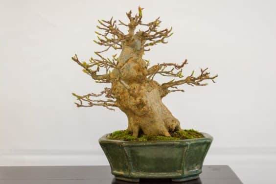 2018年加州小品盆景研讨会