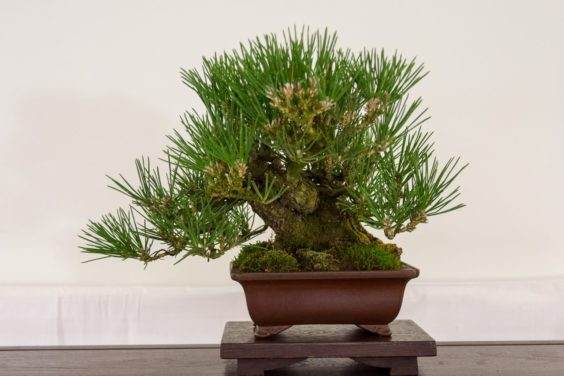 2018年加州小品盆景研讨会