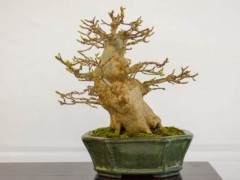 2018年加州小品盆景研讨会