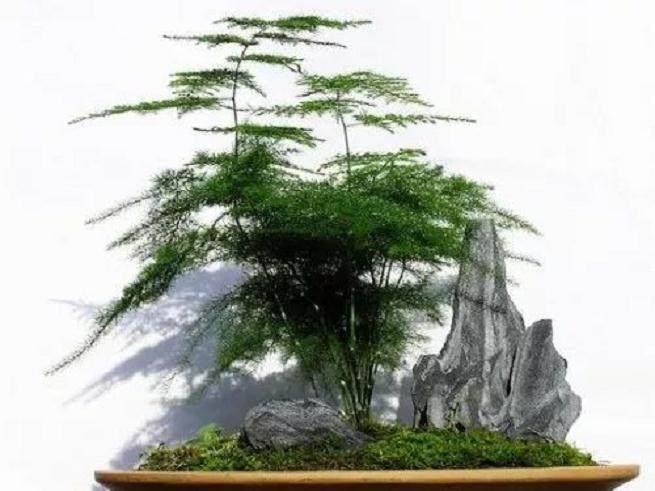 云竹盆景的修剪技巧