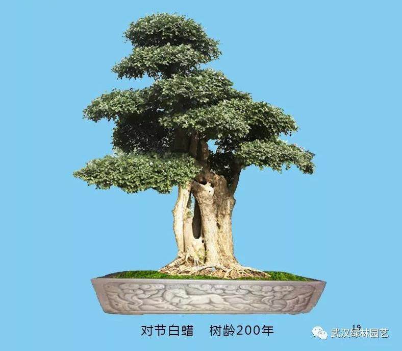 如何制作盆景中的“舍利”?