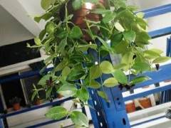 皖西学院大学生花卉盆景协会