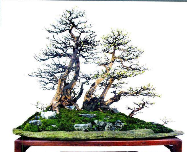 浙江黄学明杂木盆景欣赏