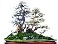 浙江黄学明杂木盆景欣赏