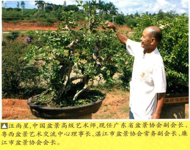 三角梅盆景的培育与制作